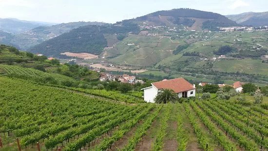 Aneto Wines
