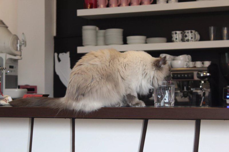 Coffeecat