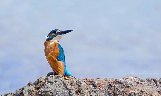 Riserva Naturale Regionale Orientata Palude La Vela