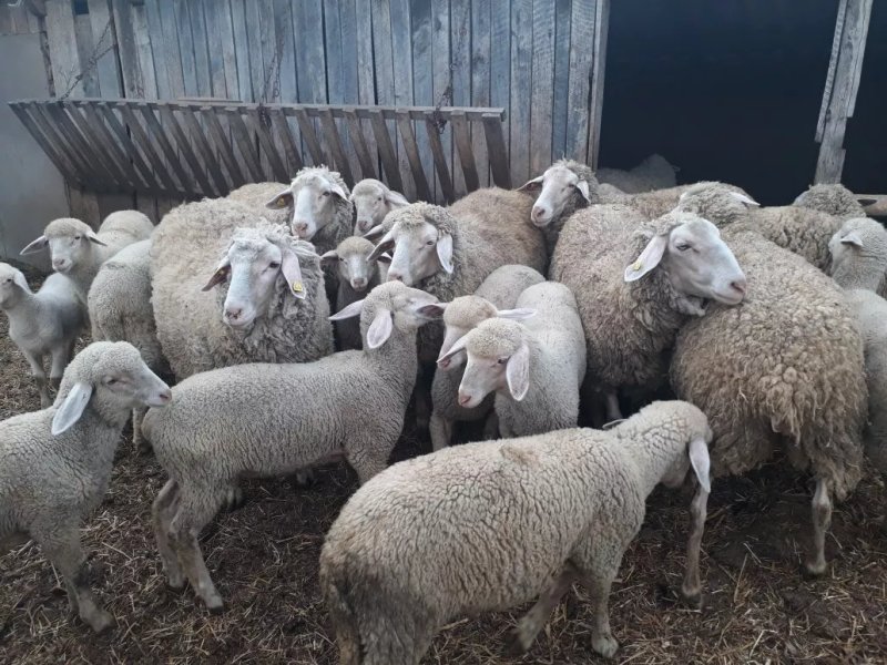 Domacinstvo Cikic Zasavica