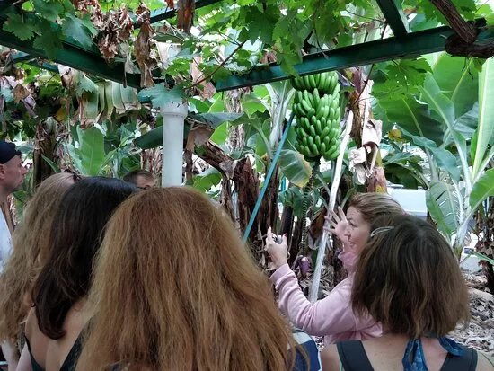 Finca La Esperanza. Banana Guided Visit Tours