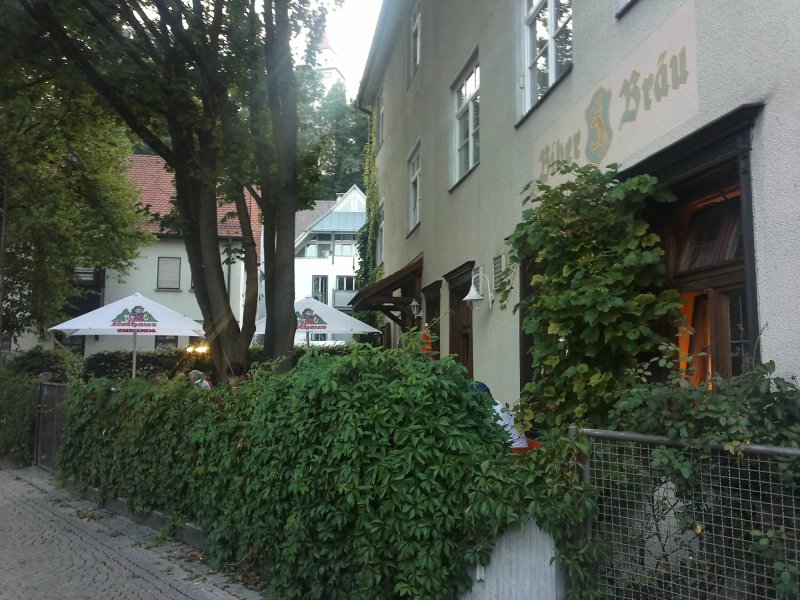 Goldener Rebstock