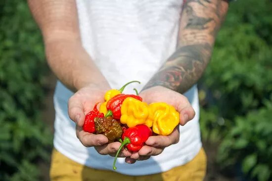 Sarreti ChiliFarm
