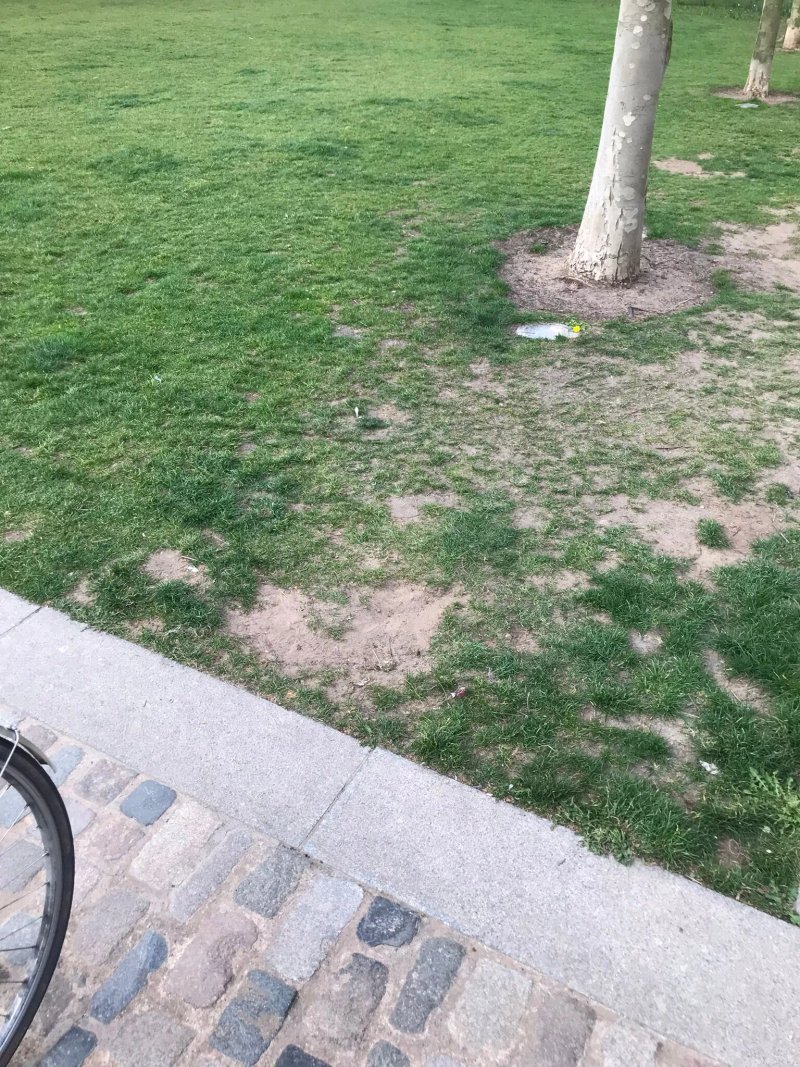 Lewis Cubitt Park