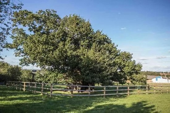 Bowthorpe Oak