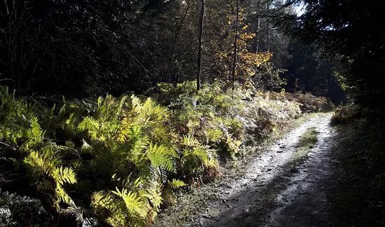 Le Chemin des Fontaines des Bois du Jorat