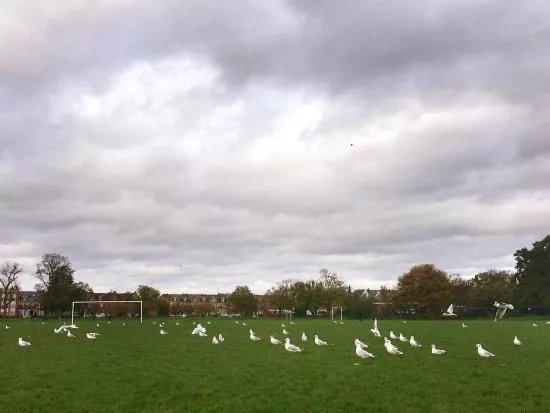 Tooting Common