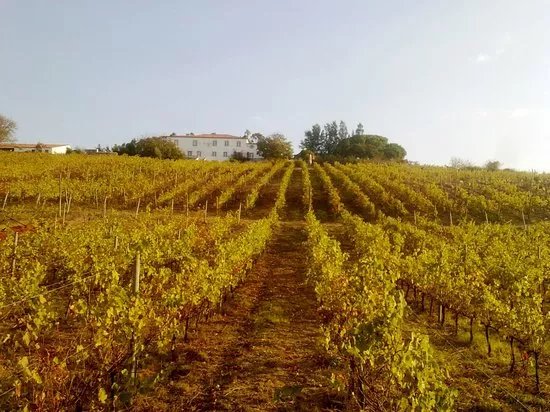 Encosta da Quinta - Quinta do Paco