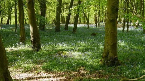 Beechenhurst