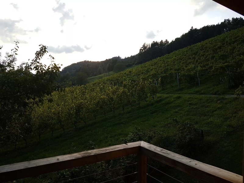 Weingut Tauss