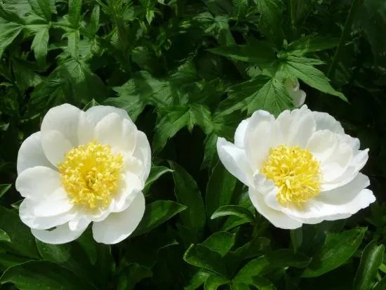 Botanische Tuin Dr. Costerus
