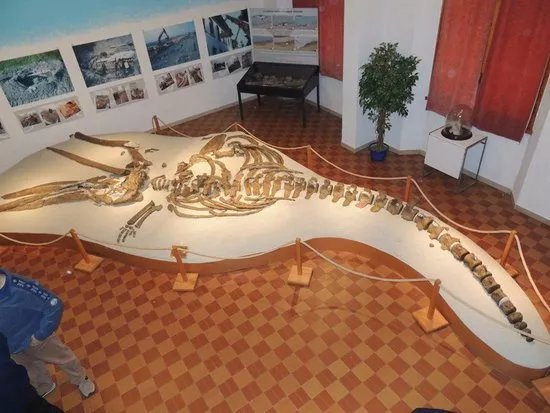 Museo Paleontologico Scienze della Terra del GAMPS