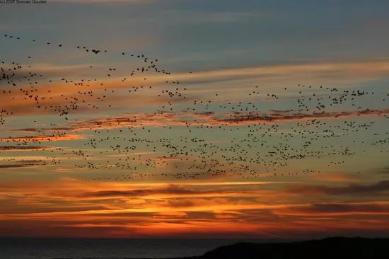 RSPB Scotland Loch of Strathbeg Nature Reserve