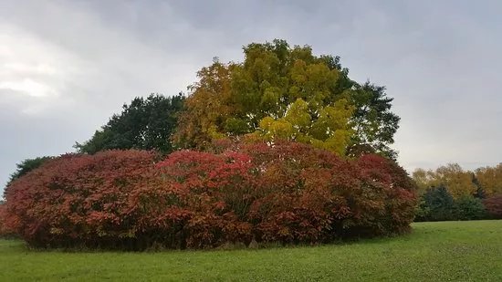 Aboretum Main-Taunus