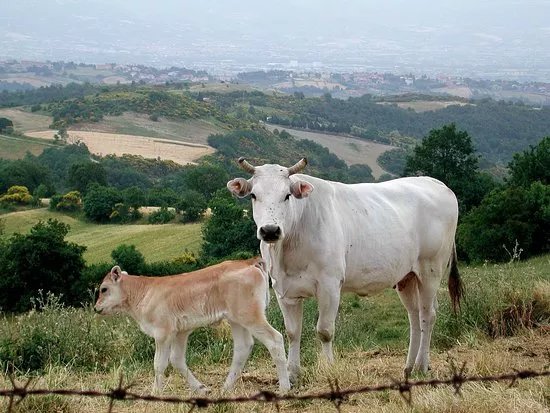 Azienda Agricola Mondini