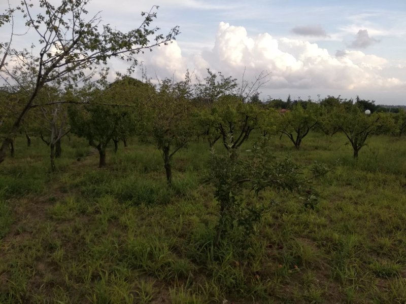 Cirasa Luxury Country House