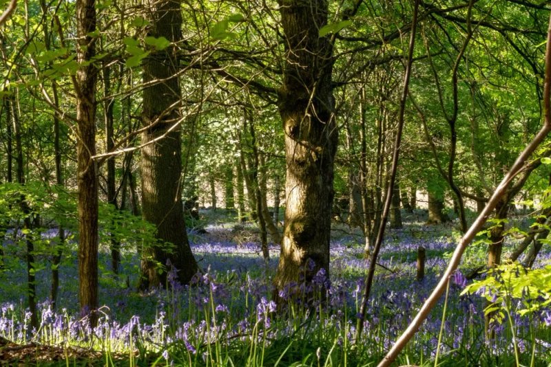 Limpsfield Common
