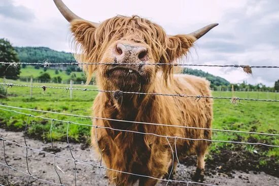 Haggis Adventures