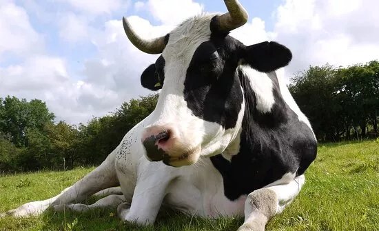 Cow Companions Cow Sanctuary