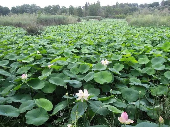 Etang de Fontmerle