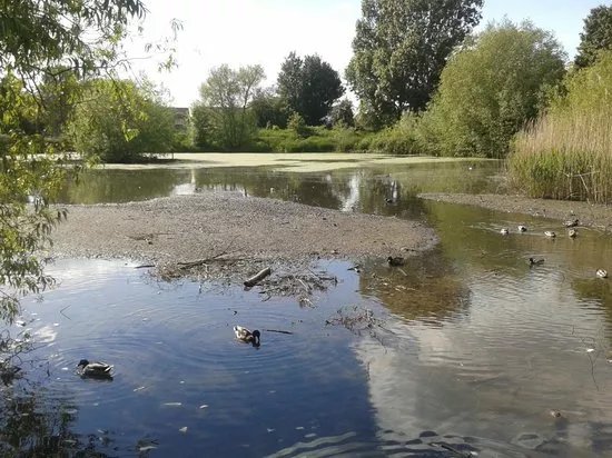 Saintbridge Balancing Pond Nature Reserve