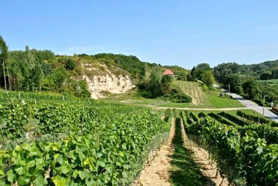 Sandomierska Winery