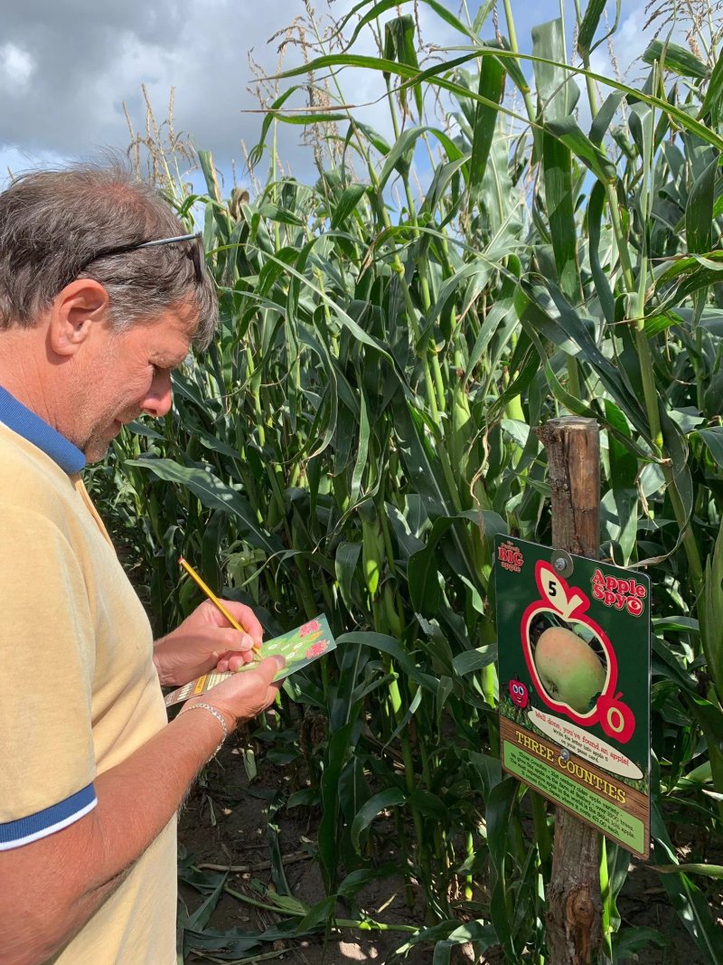 The Purbeck Big Apple Maize Maze