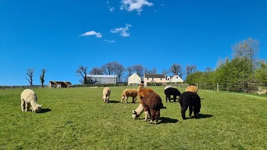 Langside Alpacas