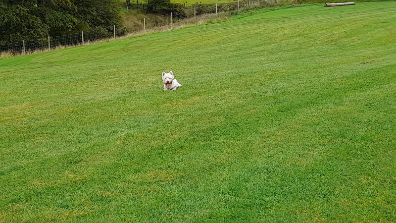 Darvel Dog Run