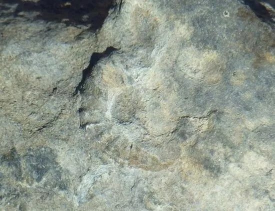 La Dalle Aux Ammonites De Font-belle