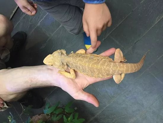 Vivarium Elapsoidea