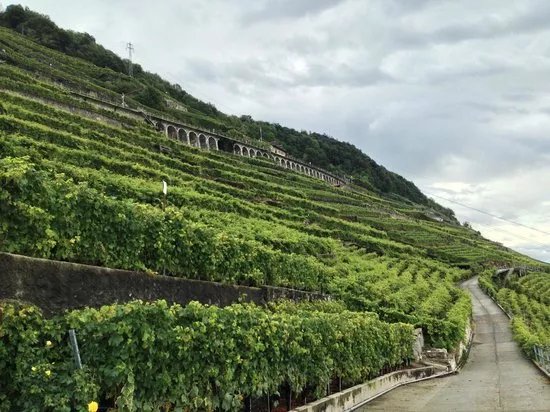 Lavaux Vinorama