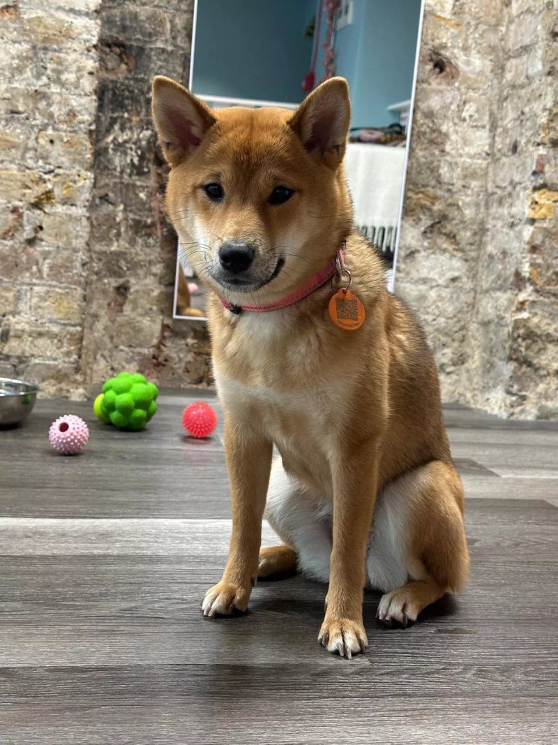 Shiba Inus With Love