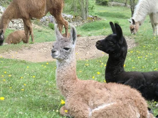 La Ferme des Lamas