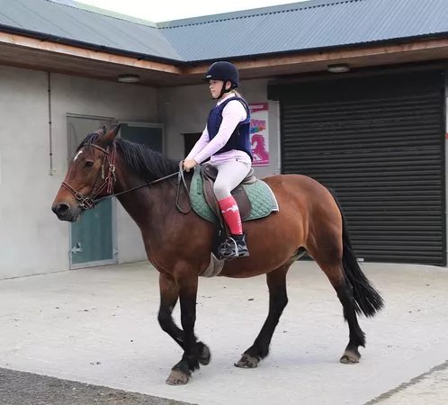 Mount Pleasant Pony Trekking and Horse Riding Centre