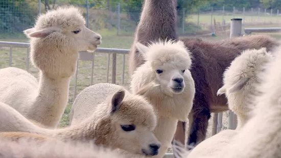 Die Alpaka und Lama Gefahrten