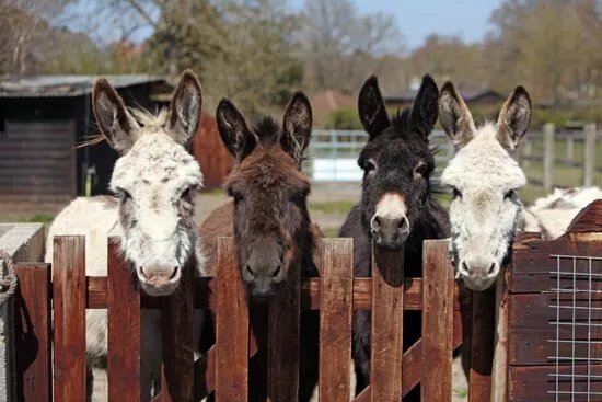 Brockenhurst Donkey Walks