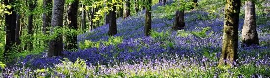 Portglenone Forest