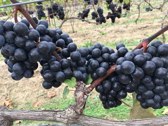 Sunnyhill Vineyard