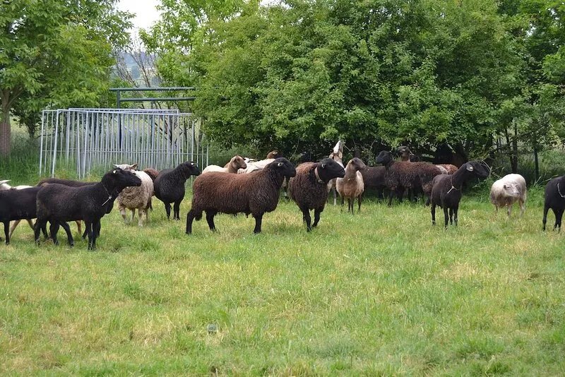 Farm with sheep in an idyllic location (Eifel) for 2 to 8 people