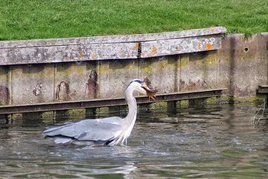 Warminster Lakeside Pleasure Grounds