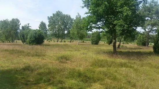 Ellerndorfer Wacholderheide