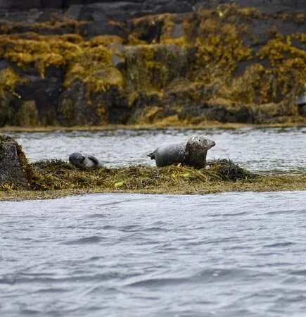 Tobermory Bay Tours