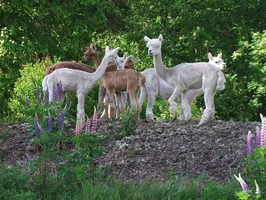 Mochica Alpacas