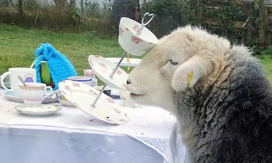 Tea with Naughty Sheep