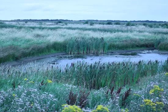 Lunt Meadows Nature Reserve