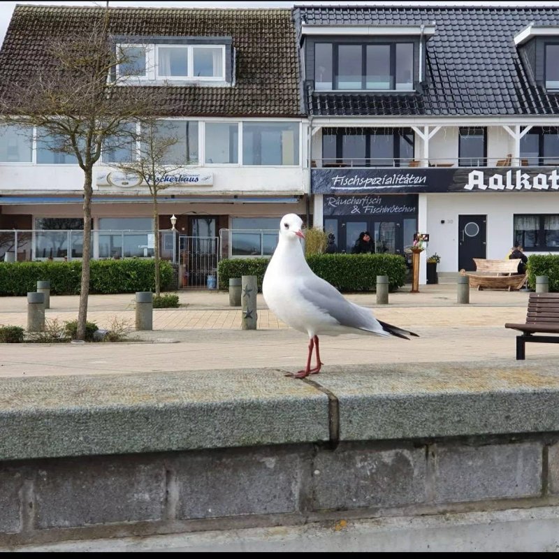 Aalkate