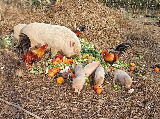 La ferme des banons