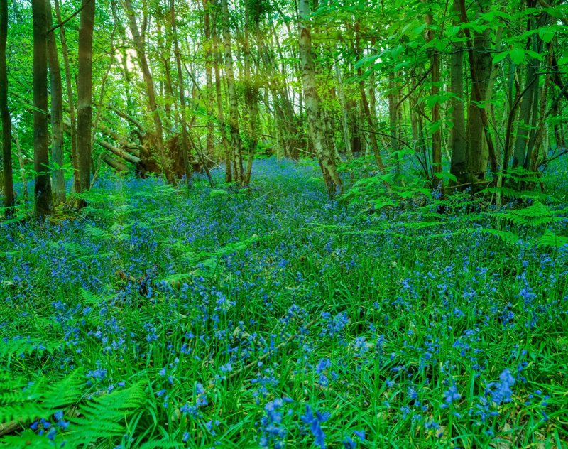 Iden Wood Camp