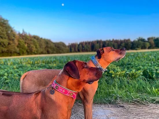 Wolf's Instinkte - Deine Hundeschule